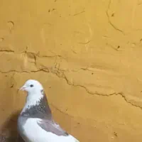 نر وماده گم شدن یک تومن دونه ای میخرم