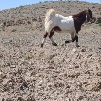 بزغاله نربزی درجه یک ازنژاددوقلووسه زا