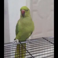 معاوضه دوربین عکاسی و ریش تراش 808 اصل ژاپنی