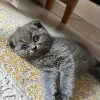 بچه گربه اسکاتیش بریتیش