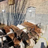 گاو سیمنتال