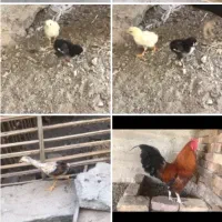جوجه و خروس