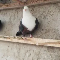 کلاغ سیاه