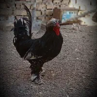 خروس سلطان درجه یک.