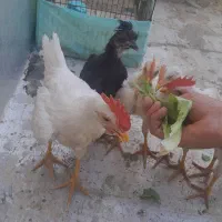 جوجه