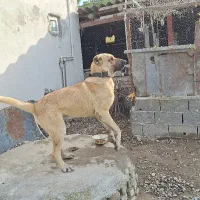 سگ سرآبی