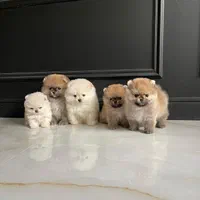 مجموعه ‌پرورش توله سگ پامرانین تیکاپ