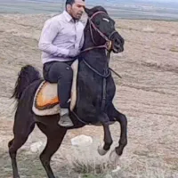 مادیان مشکی