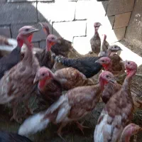 بوقلمون خانگی