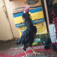 جوجه لاری