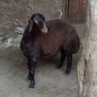 بره نر وشیشک نر