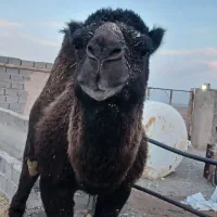 شتر نر