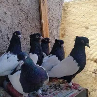 فروش کبوترزینتی