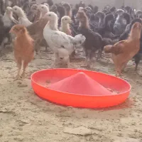 جوجه  فقط فقط. 210 تومن