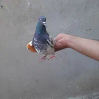 کفتر پاپر وپاکستانی و بلژیکی