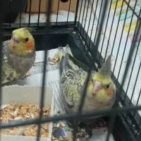 یک جفت جوجه عروس هلندی حدود سه ماهه