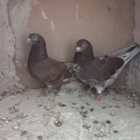 قرمزی