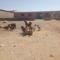 مرغ‌وخروس