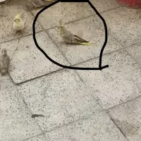 عروس هلندی گم شده