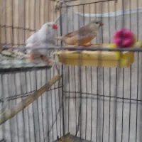 یک جفت کینک سالم آماده /فروشی  ‌