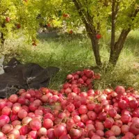 فروش باغ ثمری یاسوج