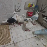 دوجفت پشت گراف