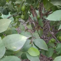 فروش-باغچه-600متری-برقدار