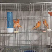 حراج قناری های پرورش قنارستان حکم آبادی