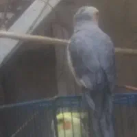 گمشده