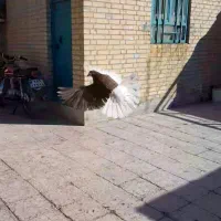 نر چپ سرخ خال سیاه