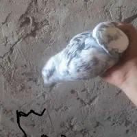 کبوتر زاغ