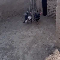 بوقلمون نرو ماده