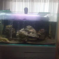 اکواریوم ماهی