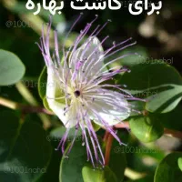 کاپاریس اصلاح شده قابل کاشت در شش ماه سال