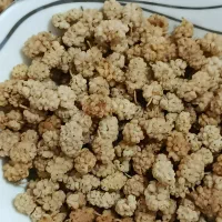 توت خشک بدون هسته