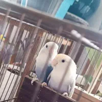 طوطی کوتوله برزیلی جفت به شرط جوجه در فهرج