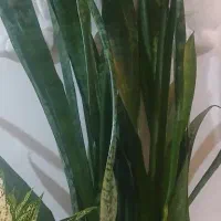گل سانسوریا یا)(شمشیری فروشی)