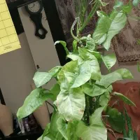 پنجه ابری بسیار بلند و رونده
