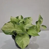 آف پتوس