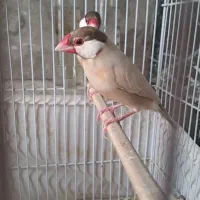 قناری سیره نرگسی