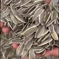 تخمه افتاب گردان اجیل خشکبار