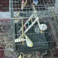 عروس هلندی|پرنده|محمدشهر, ولدآباد|دیوار