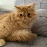 گربه های نژاددار