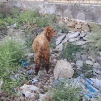 گوسفند نر و ماده مناسب برای محرم