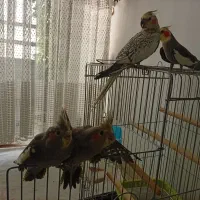 عروس هلندی