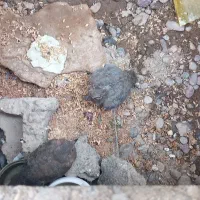 کبوتر یا کریم