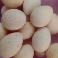 تخم بوقلمون برنز آمریکایی نطفه دار