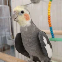 عروس هلندی «سخنگو»