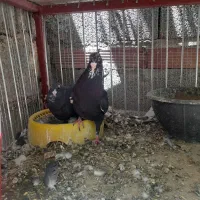 نروماده پلنگ اسطوره