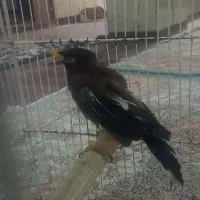 مرغ م ی ن ا
